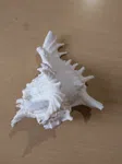 original shankha for (home decor, aquarium decorating, puja, ETC - Available at AfnoBazar Nepal