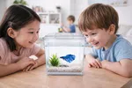 desktop mini fish tank for Betta fish with 700ml water capacity - Available at AfnoBazar Nepal