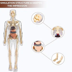 3D Transparent Human Body Anatomy Model for Kids, 29 Pieces - Available at AfnoBazar Nepal