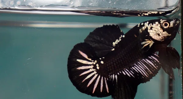 Black Samurai Plakat Betta Fish (Male) - Available at AfnoBazar Nepal