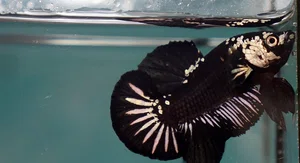 Black Samurai Plakat Betta Fish (Male) - Available at AfnoBazar Nepal