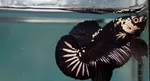 Black Samurai Plakat Betta Fish (Male) - Available at AfnoBazar Nepal