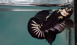 Black Samurai Plakat Betta Fish (Male) - Available at AfnoBazar Nepal