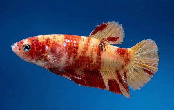 Red White Koi Plakat Betta Fish (Female) - Available at AfnoBazar Nepal