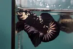 Black Samurai Plakat Betta Fish (Male) - Available at AfnoBazar Nepal