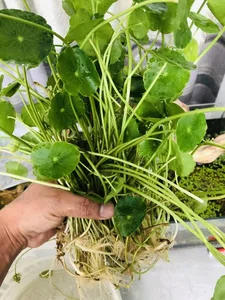 penny worth (Live Chinese Money Plant Easy Care Indoor Houseplant  Air Purifying | Healthy Plant, semi aquatic) 50pcs leaves with root. without pot