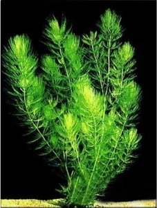 Live Hornwort aquarium plant 10 pcs