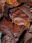Dry Indian Almond Leaves 10 pcs