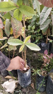 Guava plant, Amba ko bot