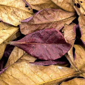 Dry Indian Almond Leaves 10 pcs