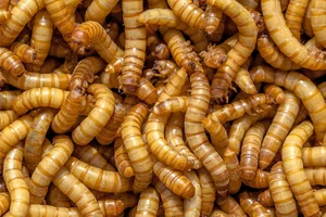 live meal worms 100+pieces