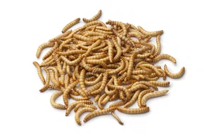 live meal worms 100+pieces