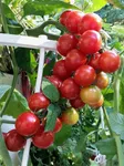 Hydroponics Multipurpose Tower for Herbs, Fruits and Vegetables,69*69*37